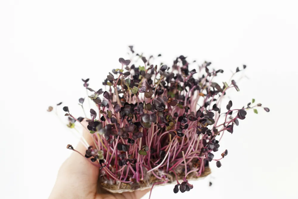 jeunes pousse dans une main