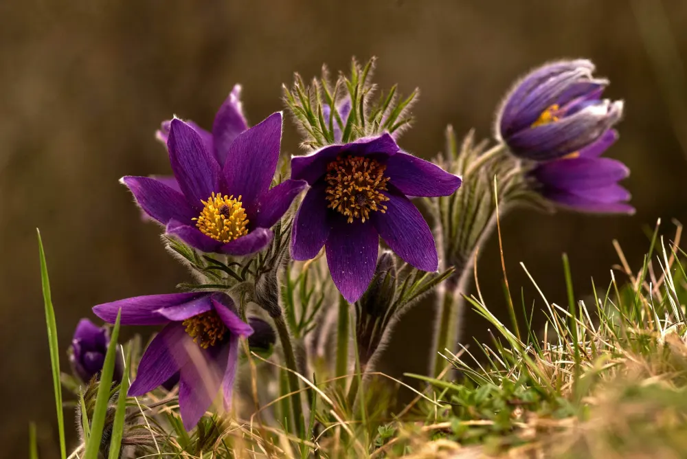 Simone MARIAUD née GUINET