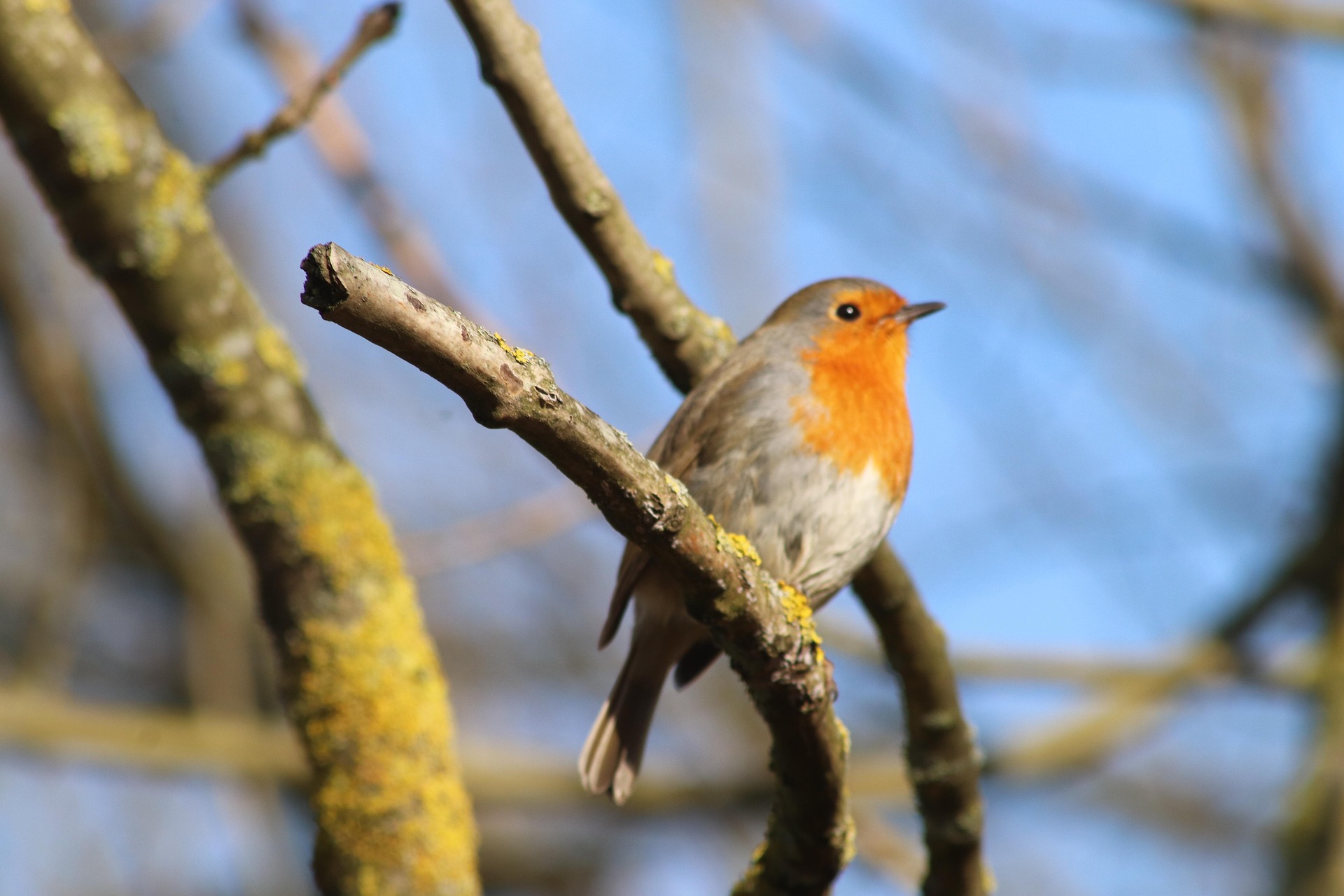Photo d'un petit oiseau (type moineau) pour la page hommage de Marie-Louise REBOUILLAT