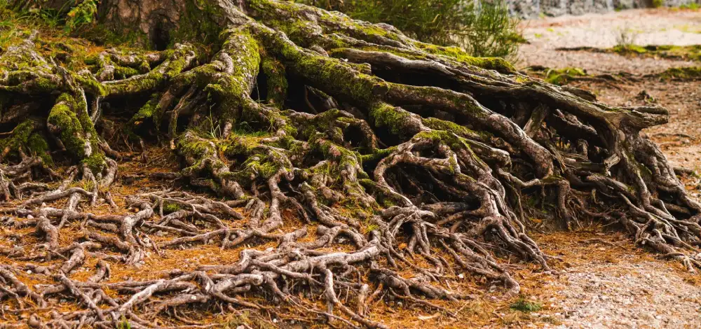 histoire coopérative lyon